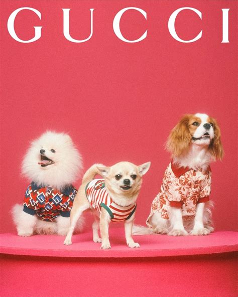 gucci dog collection